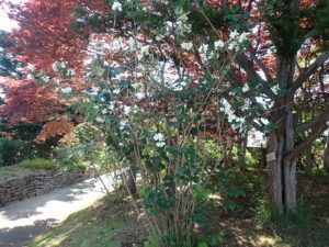 バイカウツギ全体